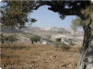 Haaretz: Israeli gov’t published a bid for building 440 settlement units in OJ