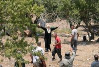 Jewish settlers uproot 300 olive trees in WB