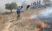 Zionist settlers attack Palestinian farmers, hurt old man