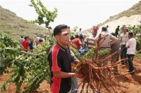 Jewish settlers destroy 200 olive trees in Nablus