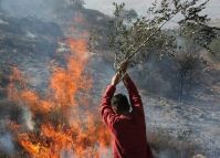 Jewish settlers burn 250 Palestinian trees in Nablus village
