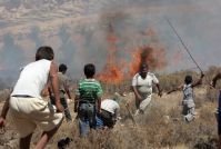 IOF settlers burn 150 olive trees in Al-Khalil