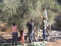 IOF artillery shells slam farmland in Gaza, settlers attack shepherds