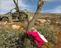 Jewish settlers uproot olive trees in Nablus, IOF soldiers terrorize Al-Khalil