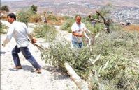Zionist settlers block Palestinian villagers from harvesting olive crop