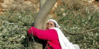 Jewish settlers cut down  olive trees