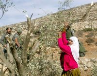 Zionist settlers damage olive trees using chemicals