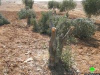 Jewish settlers burn and uproot trees belonging to Palestinians in the West Bank
